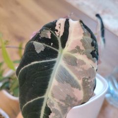 Corm of Alocasia Black Velvet Pink Variegated