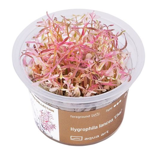 Aqua-Art Hygrophila lancea 'Chai' S cup (6cm)