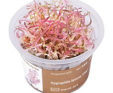 Aqua-Art Hygrophila lancea 'Chai' S cup (6cm)