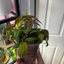 houseplant Philodendron Micans Image 7