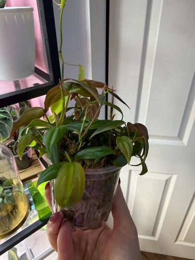 houseplant Philodendron Micans