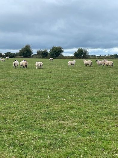 Store lambs