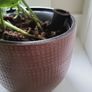 Scindapsus Trebie planter Image 4