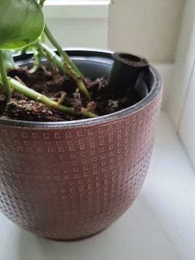 Scindapsus Trebie planter