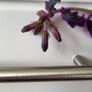 GYNURA "Purple passion" House plant Image 7