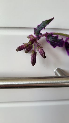 GYNURA "Purple passion" House plant
