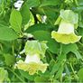 (B) Cathedral Bells seeds (5seeds) (412037) Image 2