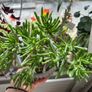 plant Image 2