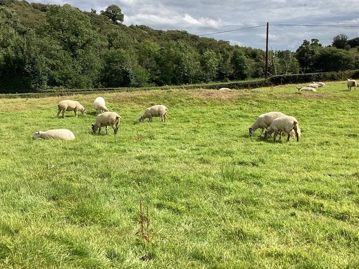 Hoggets