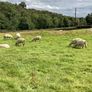 Hoggets Image 6