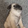 pug dog animal display toy Image 5