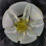 Mid Century Murano wall sconce Image 6