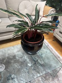 Tricolour Stromanthe Plant