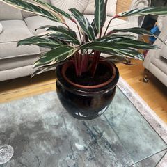 Tricolour Stromanthe Plant