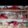 Hat Hire Business Image 3