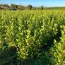 Laurel hedging Image 4