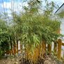 bamboo plants different varieties Image 4