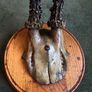 Vintage taxidermy Image 4