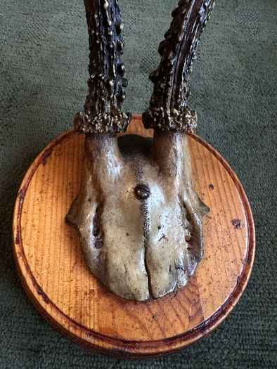 Vintage taxidermy