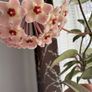Blooming hoya carnosa Image 3