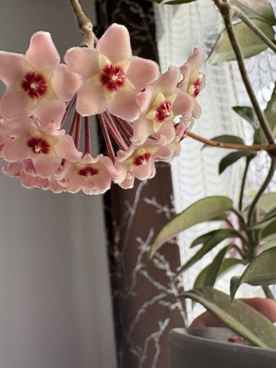 Blooming hoya carnosa