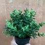 IKEA artificial plants Image 3
