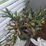 House plants Image 4