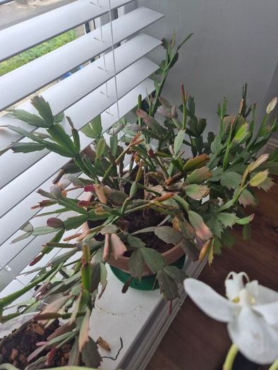 House plants