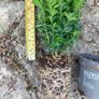 Box Hedging Image 3