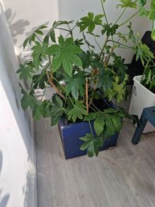 Fatsia japonica