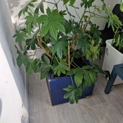 Fatsia japonica