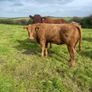 LOT NUMBERS AI Heifer and Bulls for Gort Mart Image 8