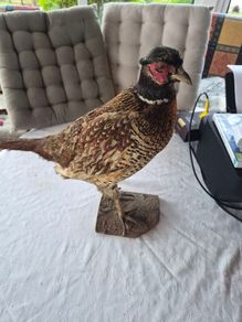 Taxidermy mount of a Male Ring-necked Pheasant
