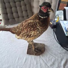 Taxidermy mount of a Male Ring-necked Pheasant