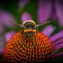 Sigma Macro lens 150mm Nikon fit Excellent condition Image 8