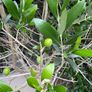 Extra large approx 200cm x 110cm fruit bearing very established olive tree no pot Image 4