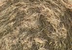 Hay