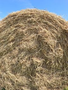 Hay