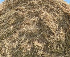 Hay