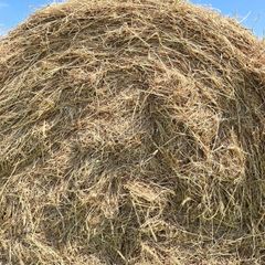 Hay