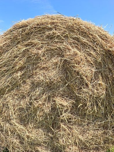 Hay