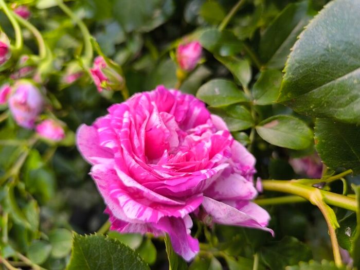 garden plants