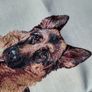 Tapestry panel with German Shepherd NEW, perfect for pillow Image 2
