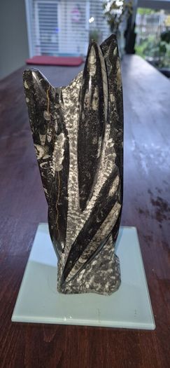 Fossil Orthoceras
