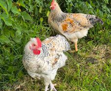 roosters