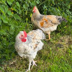 roosters