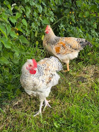 roosters