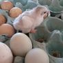 chicks and ducklings Image 8