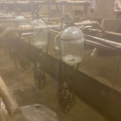 Milking Palour