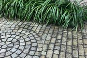 Plant Dianella